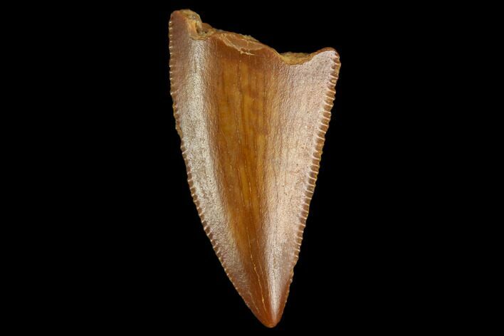 Serrated, Raptor Tooth - Real Dinosaur Tooth #124877